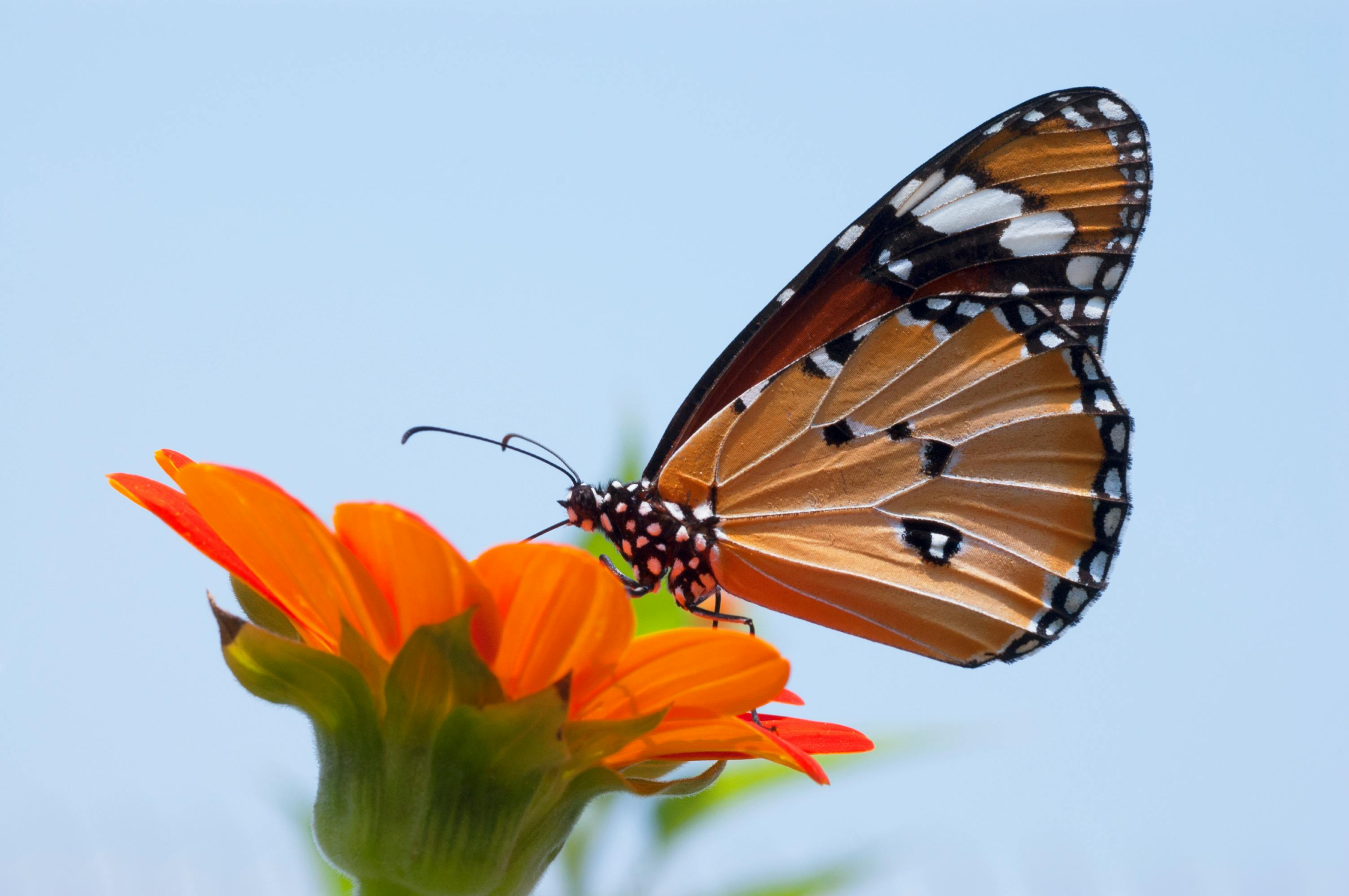 Detailed macro shot of a monarch butterfly perched on a vibrant orange flower.